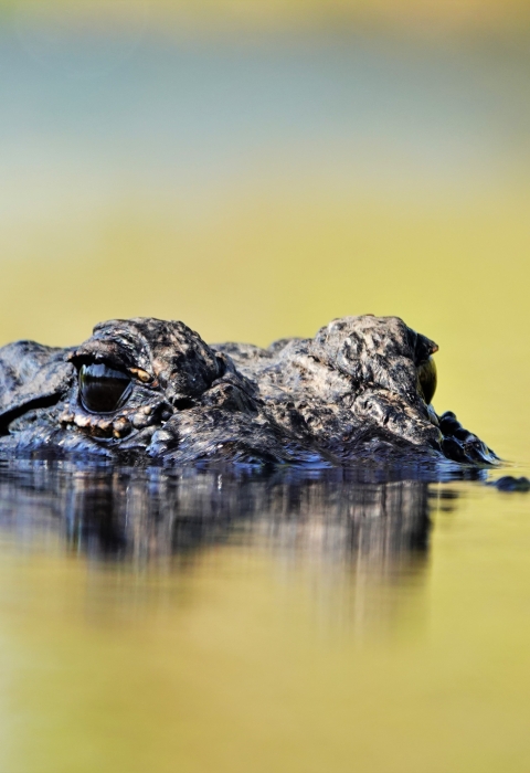An alligator swims at Okefenokee Swamp